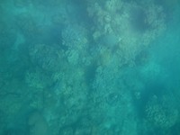 Terumbu karang dengan beragam ukuran dapat Anda tengok dari permukaan air. Anda juga bisa melihatnya dari atas kapal yang memiliki kaca untuk menengok bawah lautnya. Bila mau sewa peralatan snorkeling, biayanya sekitar Rp 50 ribu (Rivki/detikTravel)