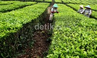 Kebun Tobasari saat ini masuk dalam BUMN dan di kelola oleh  PT Perkebunan Nusantara IV. Udara sejuk menyelimuti areal kebun teh ini. Kebun Tobasari terletak di Desa Sarimattin, Kecamatan Pamatang Sidamanik, Kabupaten Simalungun dengan ketinggian antara 950-1100 meter di atas permukaan laut.