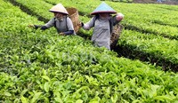 Di areal kebun teh ini juga didirikan pabrik teh Tobasari yang didirikan tahain 1978. Kebun Tobasari merupakan salah satu dari tiga perkebunan teh milik PT. Perkebunan Nusantara IV yang masih melakukan produksi.