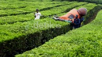 Di kebun ini untuk memetik teh agar cepat dan efisien para pekerja mengunakan mesin pemotong.