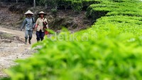 Dua orang pekerja perkebunan berjalan di antara pohon teh.