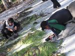 Mengintip Kerajaan Keong di Pantai Perawan Buton