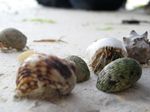 Mengintip Kerajaan Keong di Pantai Perawan Buton