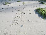 Mengintip Kerajaan Keong di Pantai Perawan Buton