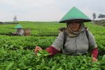 Tobasari, Kebun Teh Cantik di Sumatera Utara