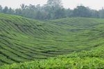 Tobasari, Kebun Teh Cantik di Sumatera Utara
