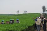 Tobasari, Kebun Teh Cantik di Sumatera Utara