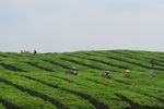 Tobasari, Kebun Teh Cantik di Sumatera Utara
