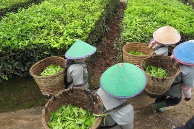 Tobasari, Kebun Teh Cantik di Sumatera Utara