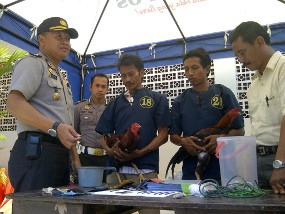 Arena Judi Sabung Ayam Digerebek, Dua Petaruh Diamankan