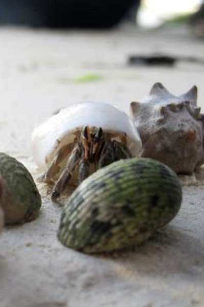 6 Kerajaan Hewan di Indonesia