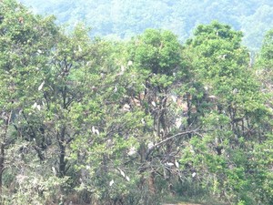 Ada Pulau Burung di Putrajaya, Malaysia