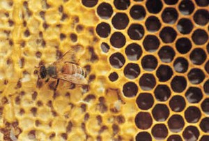 Merasa Takut Saat Melihat Lubang? Mungkin Terkena Trypophobia