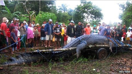 Kisah Penangkapan dan Perburuan Buaya Raksasa di Tahun 2013
