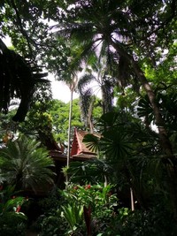 Rumah ini dikelilingi pepohonan rindang, sehingga suasana dan udara terasa sejuk dan segar (Merry/detikTravel)