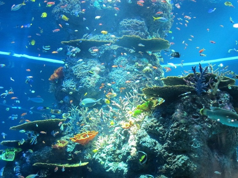 Bawah Laut? Bukan, Ini Akuarium Terbesar di Dunia