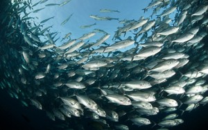 Ditemukan Jejak Merkuri pada Ikan Laut Dalam Karena Asap Pabrik di Asia