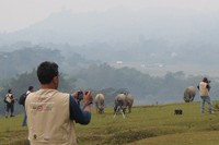 Kerbau-kerbau kemudian dibawa para gembala. Kerbau-kerbau ini kemudian jadi obyek foto para fotografer finalis Garuda Indonesia Photo Contest (Fitraya/detikTravel)