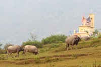 Kerbau sedang merumput di sekitar makam tradisional Batak. Suasana di Bukit Beta begitu tenang dan damai (Fitraya/detikTravel)