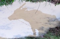 Bukit Beta memang menjadi padang gembala kerbau untuk warga sekitar. Rumput menghampar rapi dan pendek, karena sering dimakan kerbau (Fitraya/detikTravel)