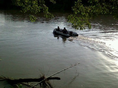 Lumba-lumba yang Tersesat ke Sungai di Langkat Digiring ke Laut