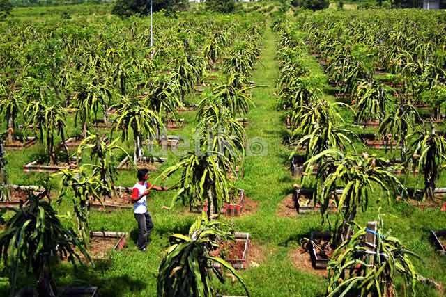 Bikin Sensus Pertanian 2013, BPS Habiskan Rp 2 Triliun