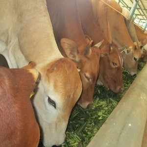 Populasi Sapi dan Kerbau Indonesia Turun Terus, Ini Penyebabnya