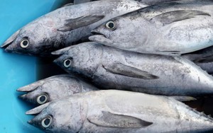 Zat Radioaktif Mulai Mencemari Ikan Tuna di Laut Pasifik