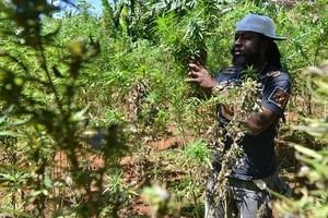 Ya Ampun! Ada Wisata Ganja di Jamaika