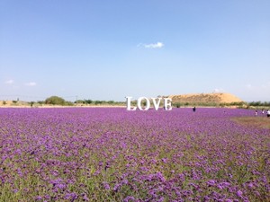 Hamparan Lavender di China, Cantik Banget!
