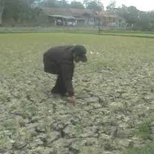 Hanya 10 Hektar Lahan Pertanian di Jatim yang Alami Kekeringan