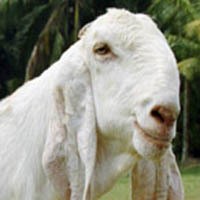Polisi Selidiki Kematian Kambing di Banyuwangi yang Misterius