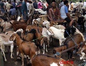 Puluhan Kambing di Banyuwangi Mati Misterius