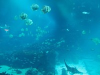 Selain ikan manta, di sana juga ada Ada ikan kecil yang memiliki garis kuning di bagian badannya atau dikenal dengan sebutan anchor turkfish, hingga brownbanded bambooshark atau hiu bambu yang berwarna hitam (Afif/detikTravel)