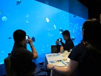 Para pengunjung bebas untuk memotret aneka ikan yang lalu-lalang di depan mata. Bahkan, tak sedikit dari mereka yang narsis untuk foto-foto di restoran ini (Afif/detikTravel)