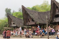 Saat kami tiba pukul 11.00 WIB, sudah dimulai simulasi Pesta Adat Mangalahat Horbo, pesta memotong kerbau. Tapi kerbau di sini hanya dipajang saja (Fitraya/detikTravel)