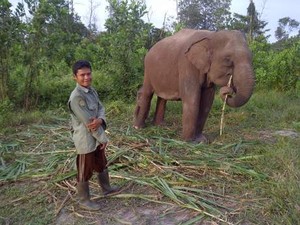 Mengenal Pasukan Gajah Pencegah Konflik di Taman Nasional Tesso Nilo