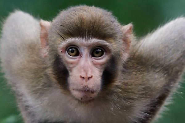 1 Monyet Bikin Resah, 280 Orang Dikerahkan di Jepang