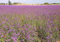 Terang saja, sepanjang mata memandang, yang terhampar hanyalah warna ungu lavender. Usut boleh usut, Shapotou ternyata memang dikenal sebagai salah satu daerah penghasil lavender di China (Putri/detikTravel)