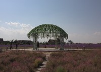 Bahkan, menurut pemandu wisata di Jin Sha Dao, Shin Hua, lavender Shapotou sudah diimpor sampai ke Hong Kong (Putri/detikTravel)