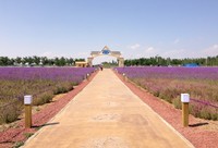 Jalan setapak disiapkan untuk traveler yang ingin berjalan lebih jauh ke dalam hamparan lavender. Jika datang pada siang hari, sebaiknya siapkan penutup kepala karena panas yang sangat menyengat (Putri/detikTravel)