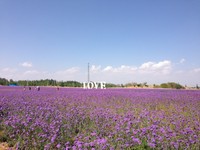 Memandang ke tengah padang lavender, mata Anda akan menangkap tulisan LOVE yang begitu besar. Inilah spot favorit turis yang datang (Putri/detikTravel)