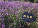 Jin Sha Dao, Surganya Bunga Lavender di China