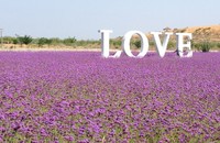 Jin Sha Dao berada di utara Kota Shapotou, Provinsi Ningxia, China. Tempat ini memang dikenal sebagai salah satu surga lavender di sana (Putri/detikTravel)