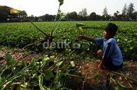 Seorang pekerja mengangkat eceng gondok dari Danau Sunter.