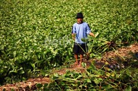 Seorang pekerja membersihkan eceng gondok di Danau Sunter. Pembersihan eceng gondok tersebut untuk mencegah terjadinya pendangkalan danau.