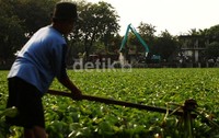 Pekerja dibantu alat berat membersihkan hamparan eceng gondok yang menutupi permukan air.