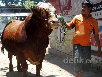 Mengintip Pola Perawatan Ternak Sapi Jumbo
