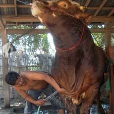 Mengintip Pola Perawatan Ternak Sapi Jumbo di Situbondo