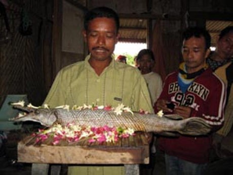 Cerita Ikan  Aligator yang Ditemukan di Surabaya Mojokerto 